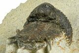 Bargain, Lichid Trilobite (Akantharges) - Tinejdad, Morocco #372457-4